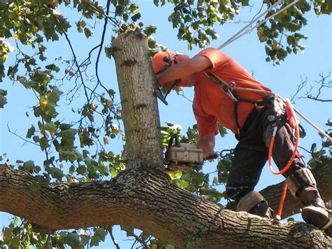 Tree removal service. Things To Know About Tree removal service. 